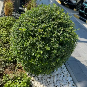 Ehretia Microphylla Ball