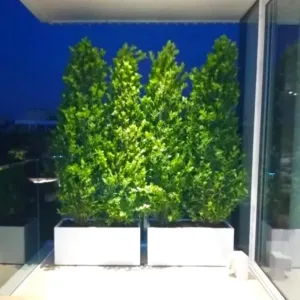 Ficus Panada Cone 2MTR Height